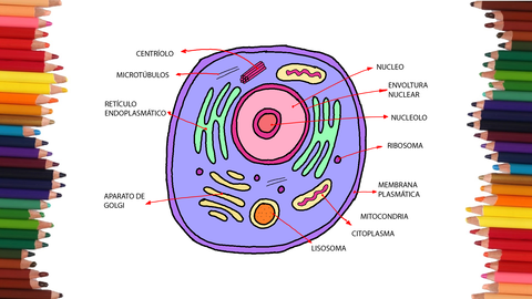 COMO DIBUJAR UNA CELULA ANIMAL